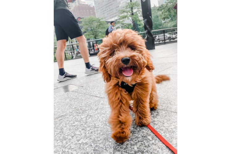 Best Cavapoo Baby