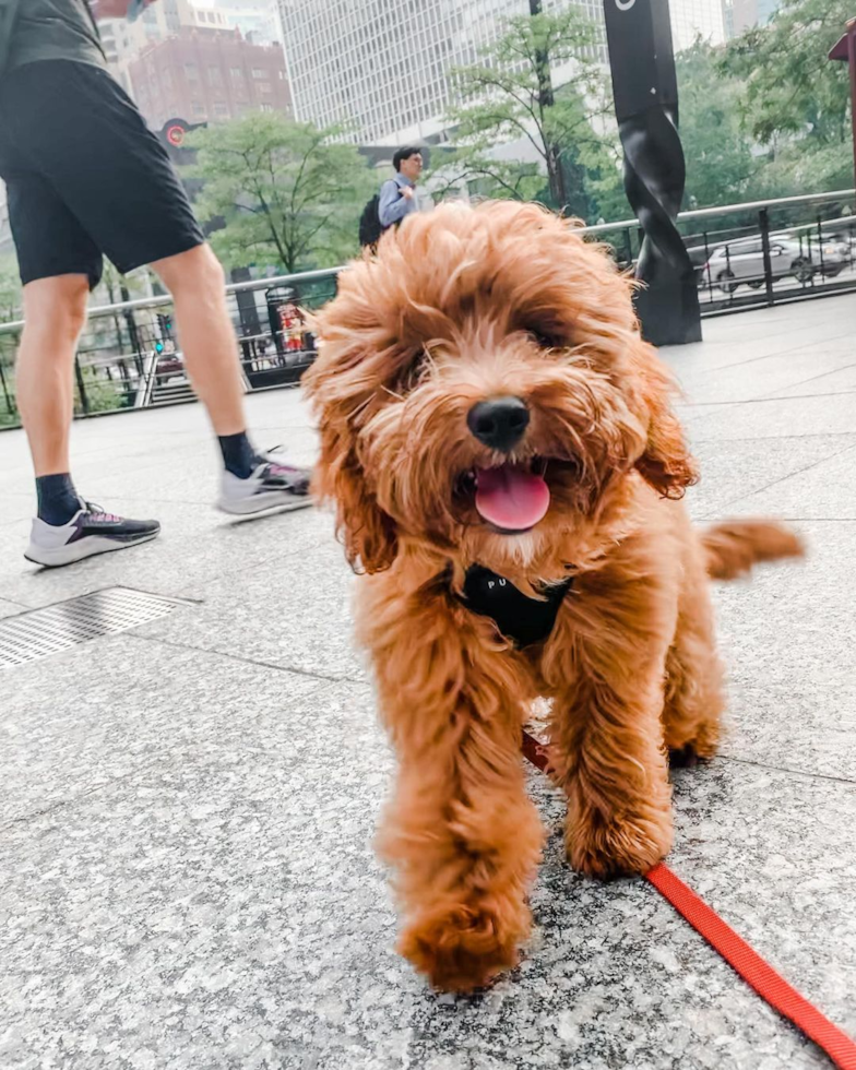 Chicago Cavapoo Pup