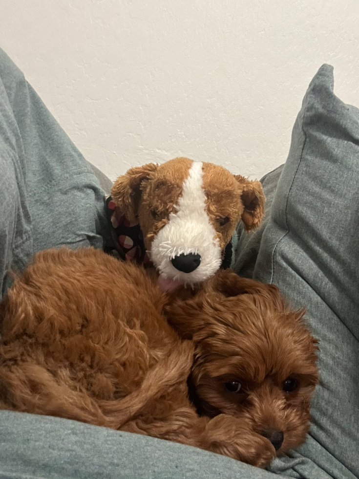 Sweet Cavapoo Pup