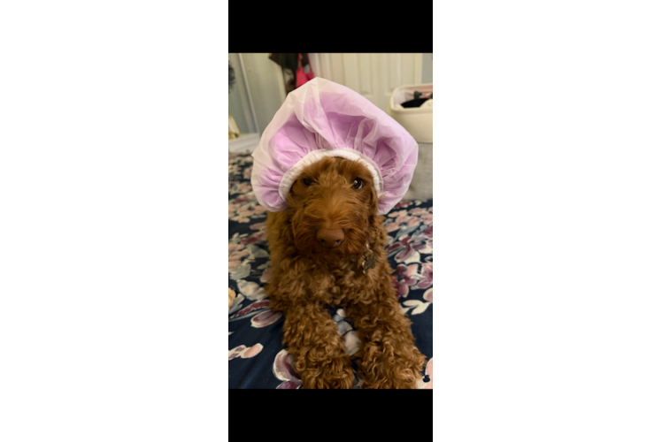 Best Mini Goldendoodle Baby