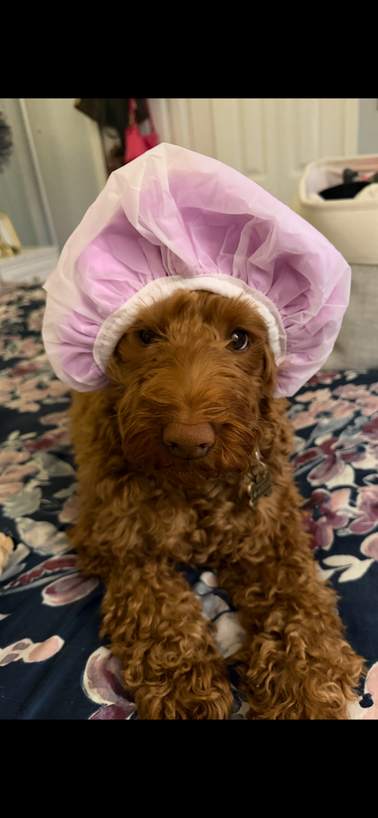 Little Mini Goldenpoo Poodle Mix Pup