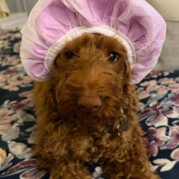 Little Mini Goldenpoo Poodle Mix Pup