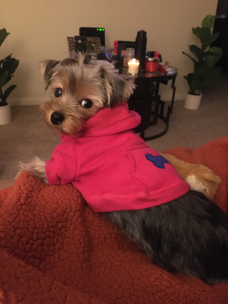 Yorkshire Terrier Being Cute