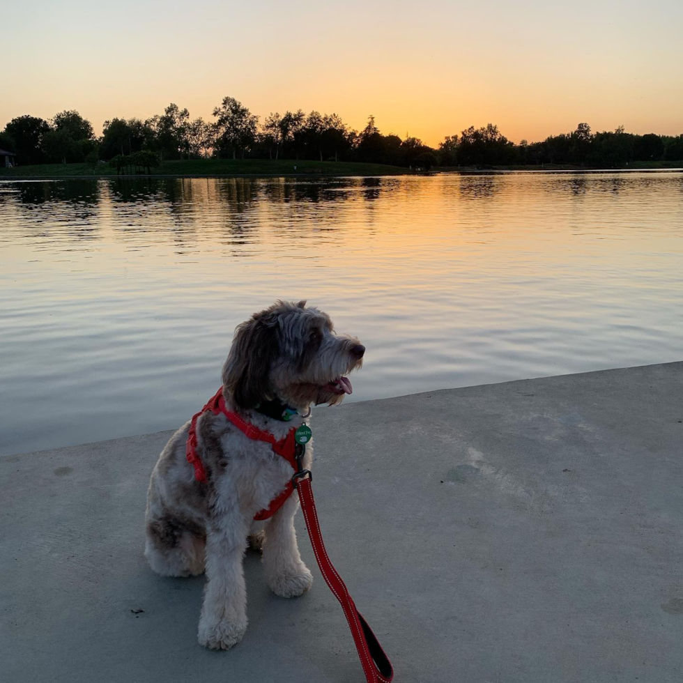 Friendly Mini Aussiedoodle Pup in Encino CA