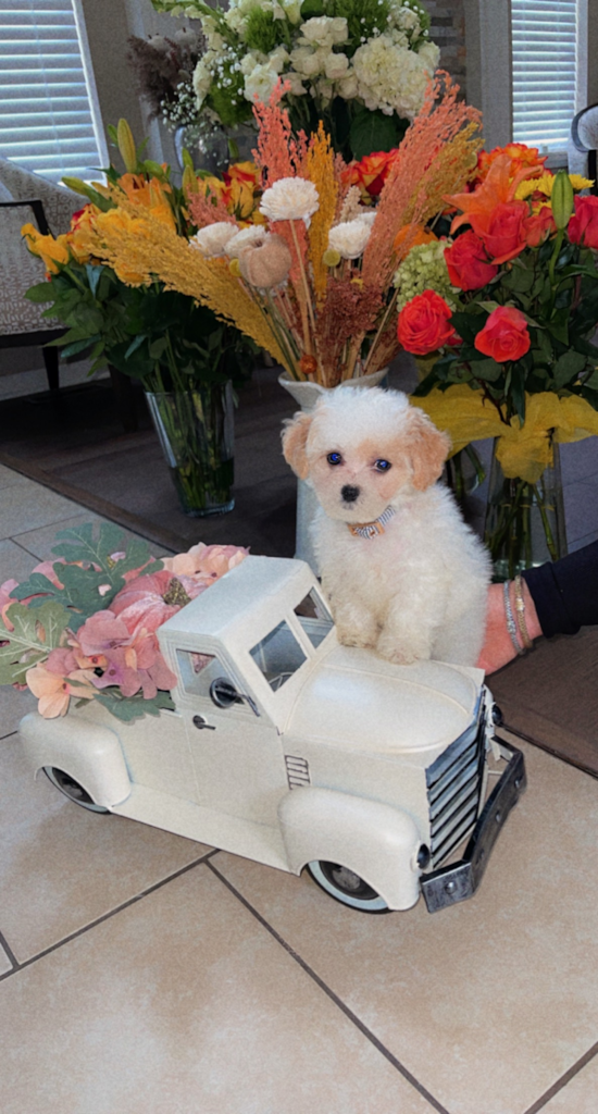 Playful Bichpoo Poodle Mix Pup