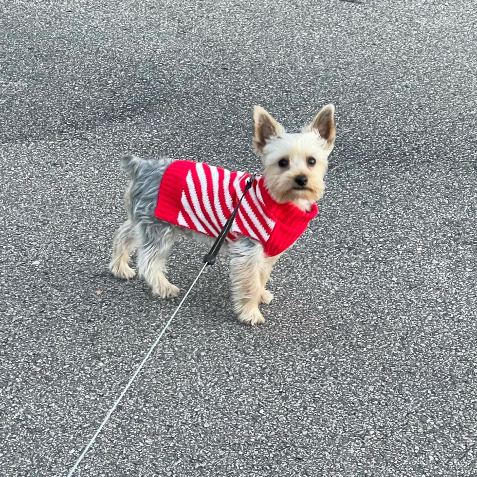 Playful Yorkshire Terrier Pup