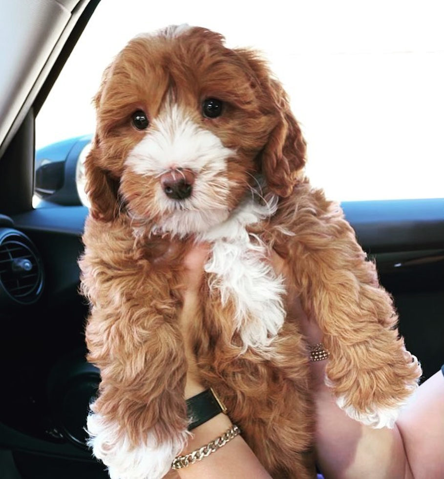 Los Angeles Mini Goldendoodle Pup