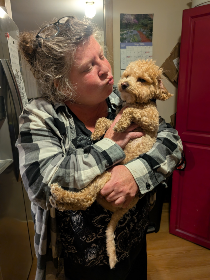 Poochon Being Cute