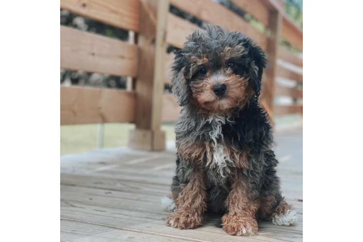 Mini Bernedoodle Pup Being Cute