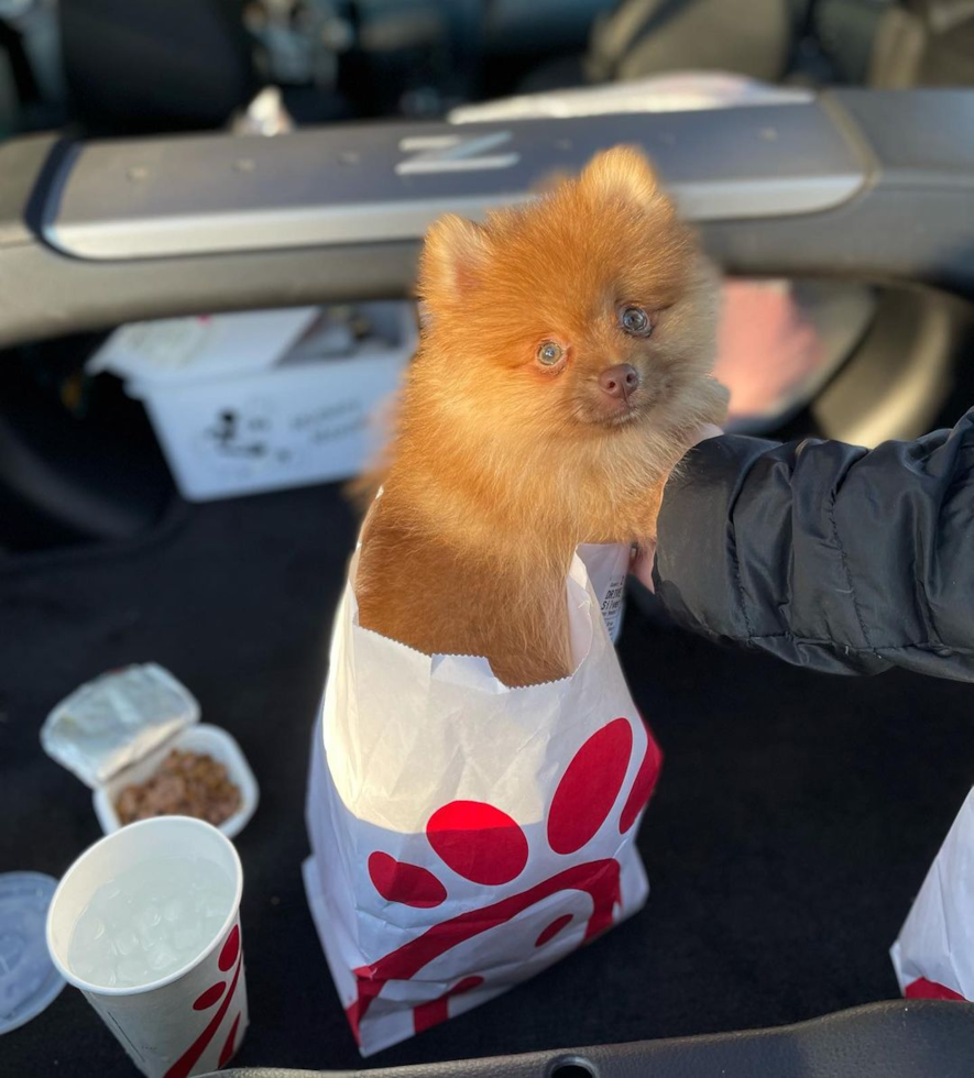 Funny Pomeranian Purebred Pup