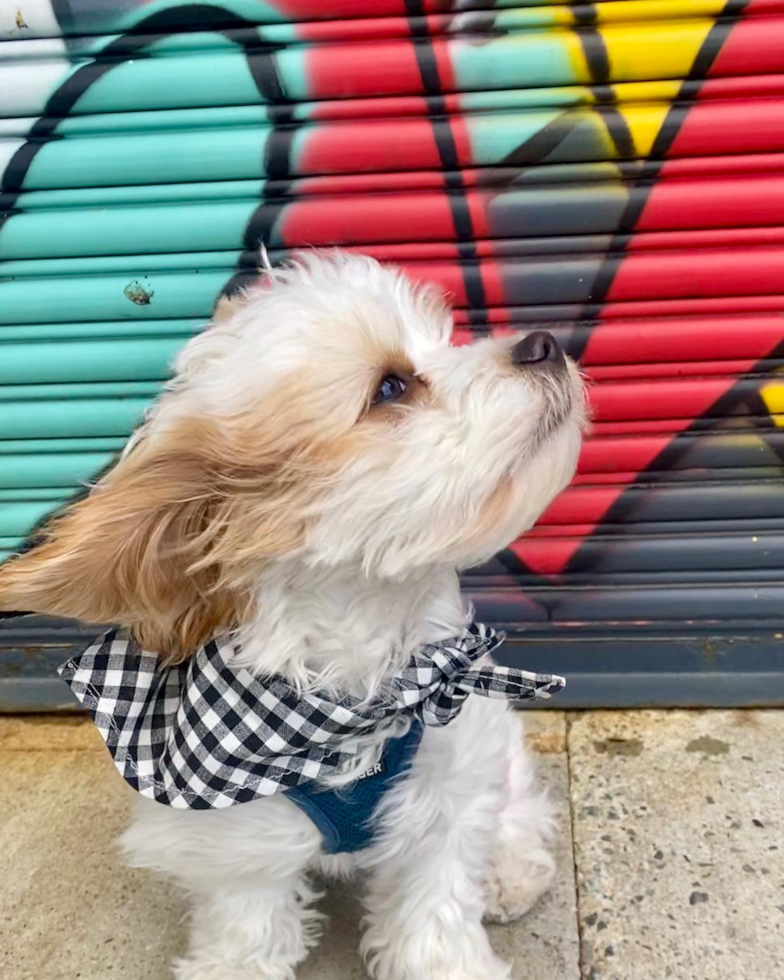 Cavachon Being Cute