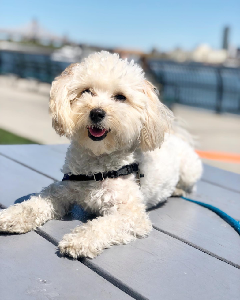 Playful Maltepoo Poodle Mix Pup