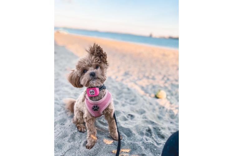 Playful Maltese Poodle Poodle Mix Puppy