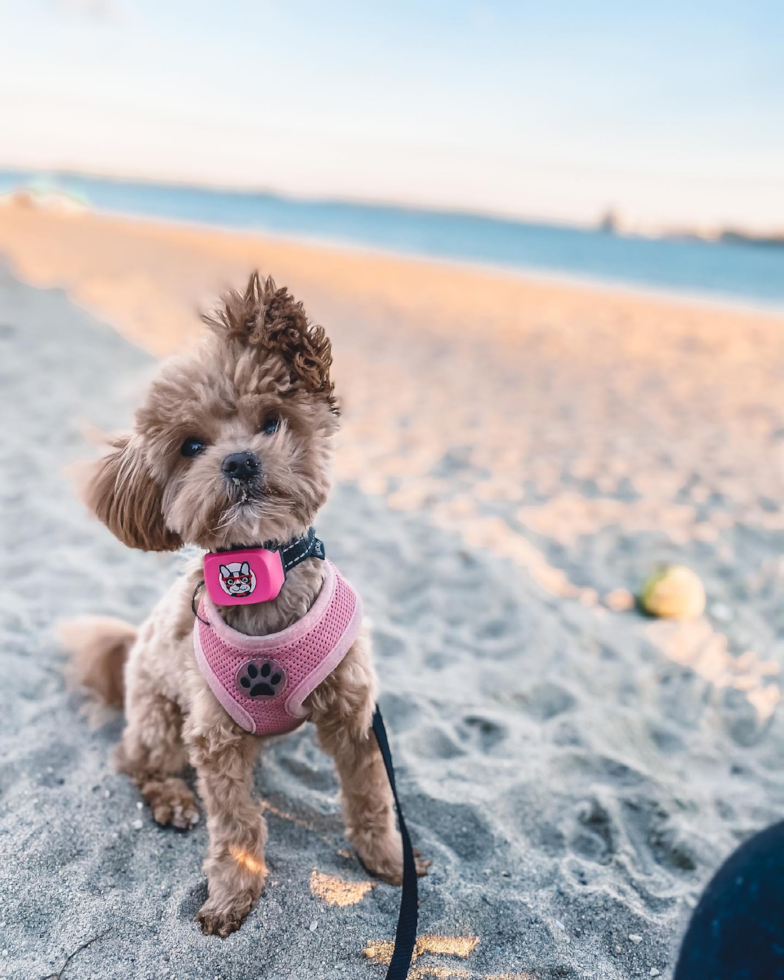 Hypoallergenic Maltepoo Poodle Mix Pup