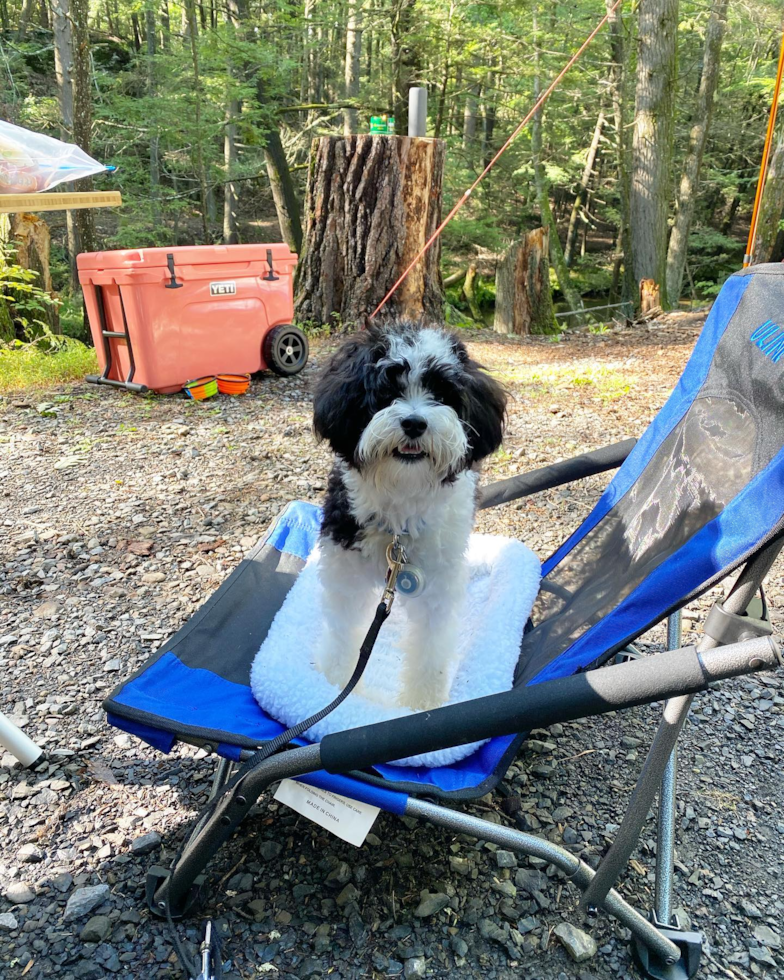 Smart Havanese Pup in New York NY