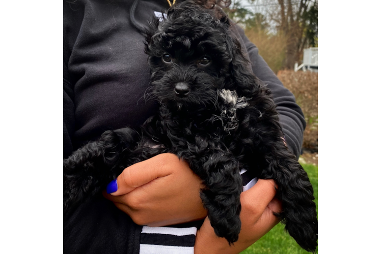 Hypoallergenic Cavoodle Poodle Mix Puppy