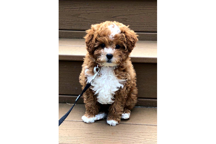 Cavapoo Pup Being Cute