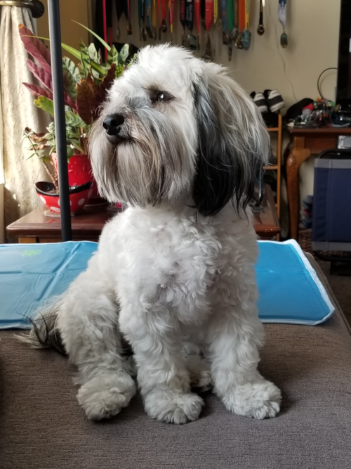 Fluffy Havanese Pup in