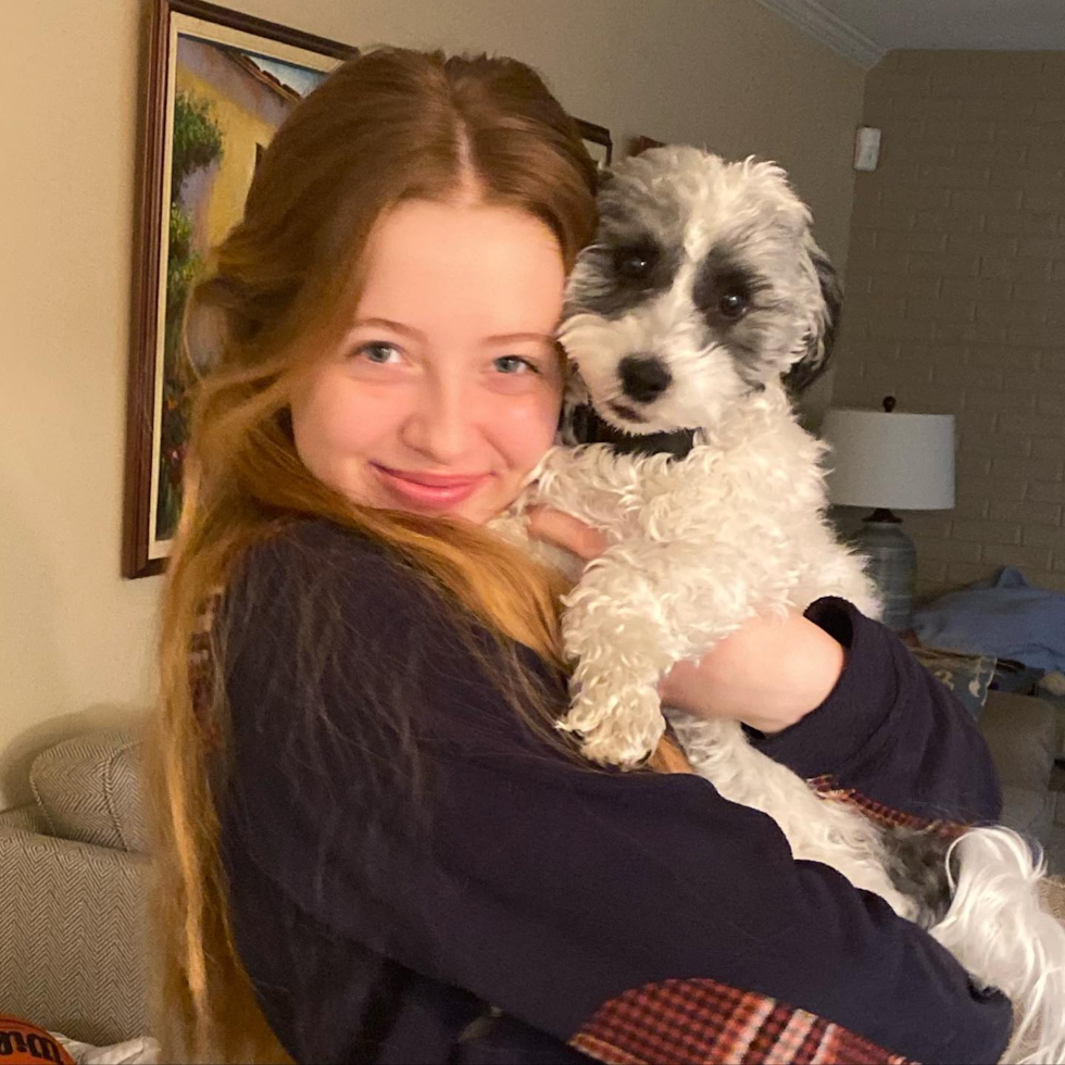 Sweet Havanese Purebred Pup