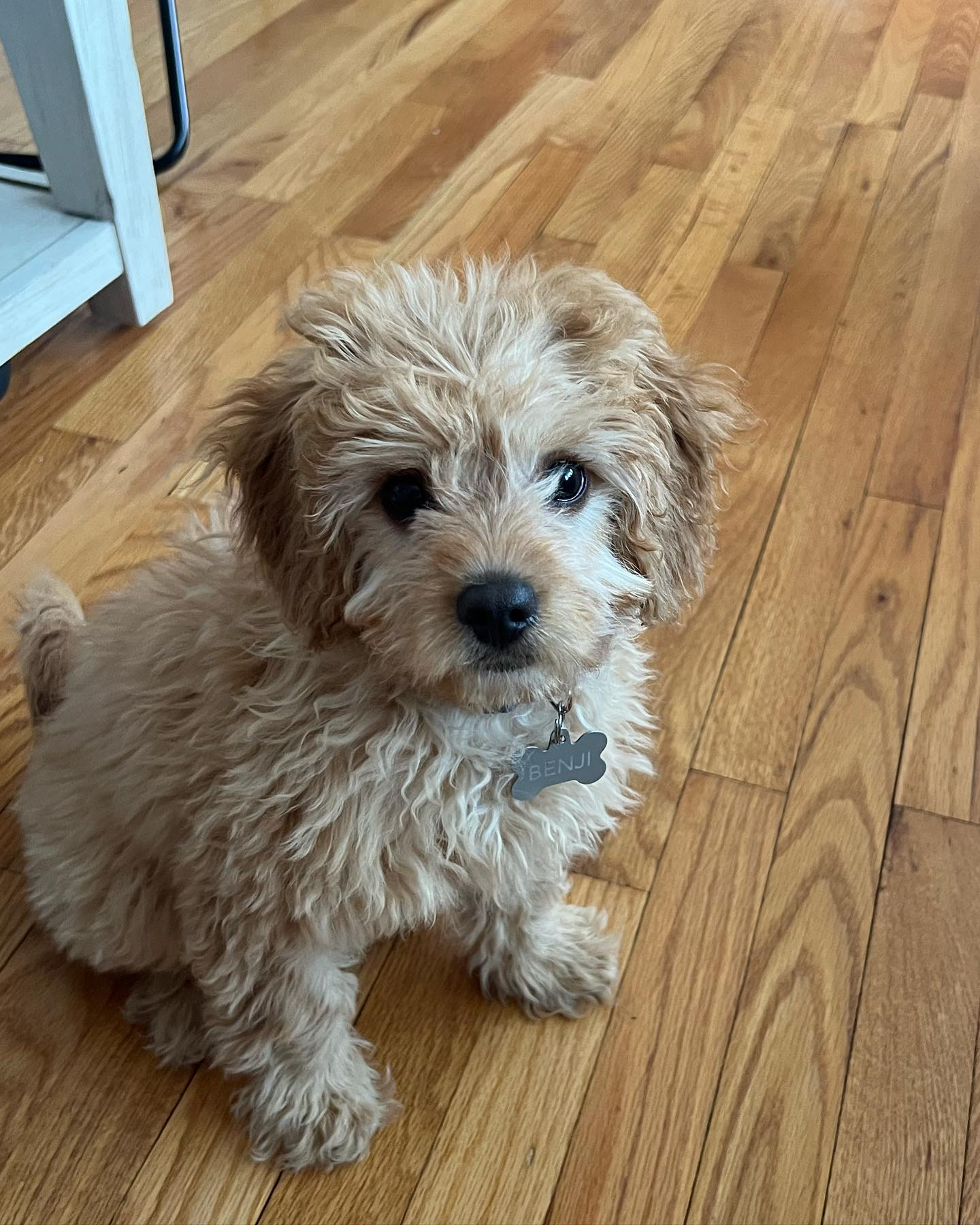 Best Cavapoo Baby