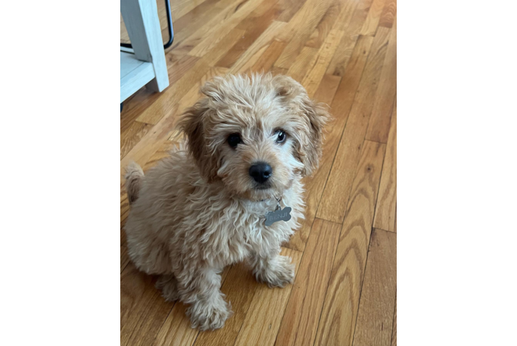 Best Cavapoo Baby