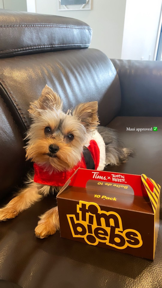 Cleveland Yorkshire Terrier Pup