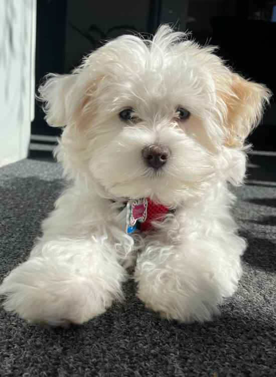 Energetic Havanese Poodle Mix Pup