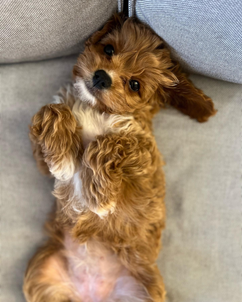 Smart Cavapoo Poodle Mix Pup