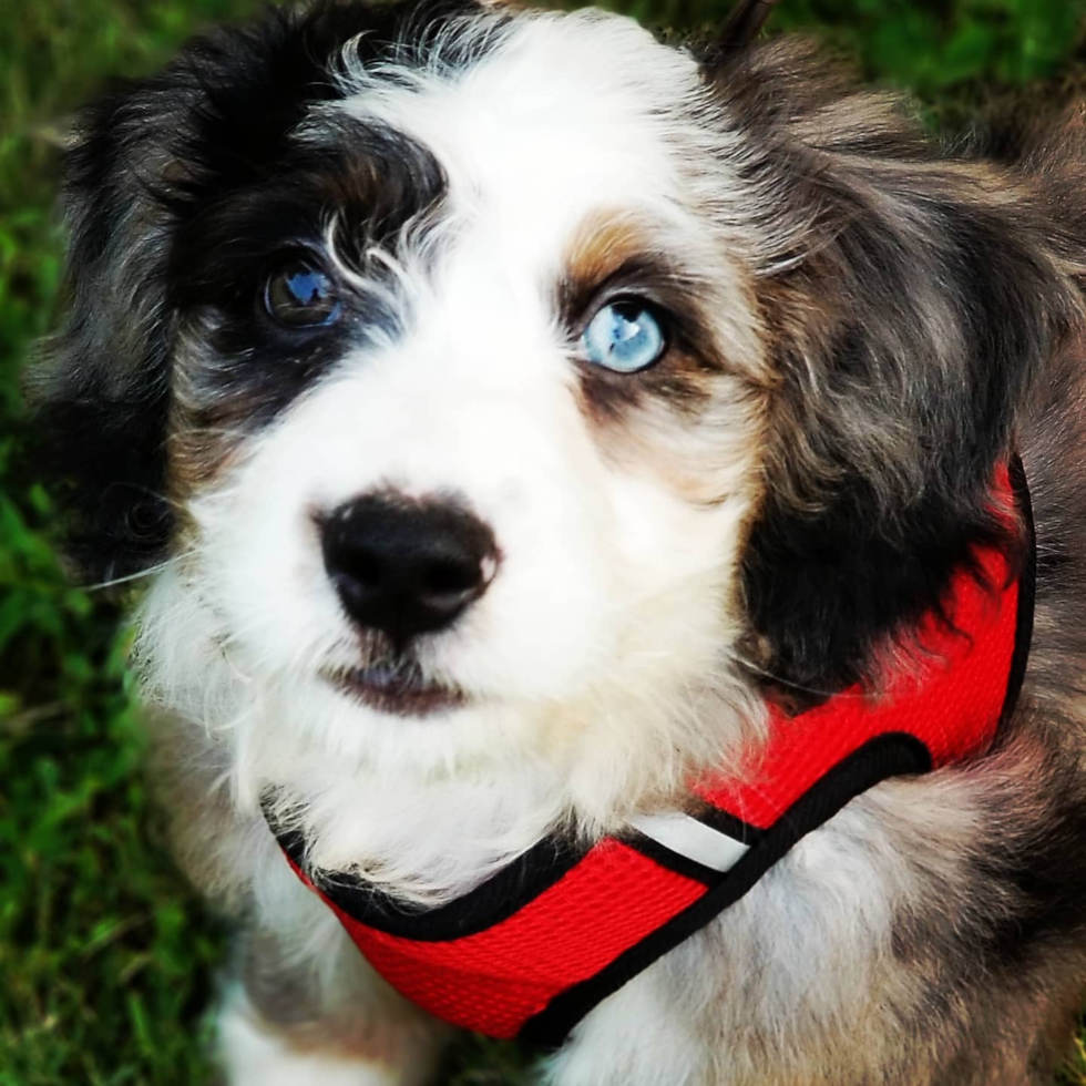 Small Mini Bernedoodle Pup in Croton on Hudson NY