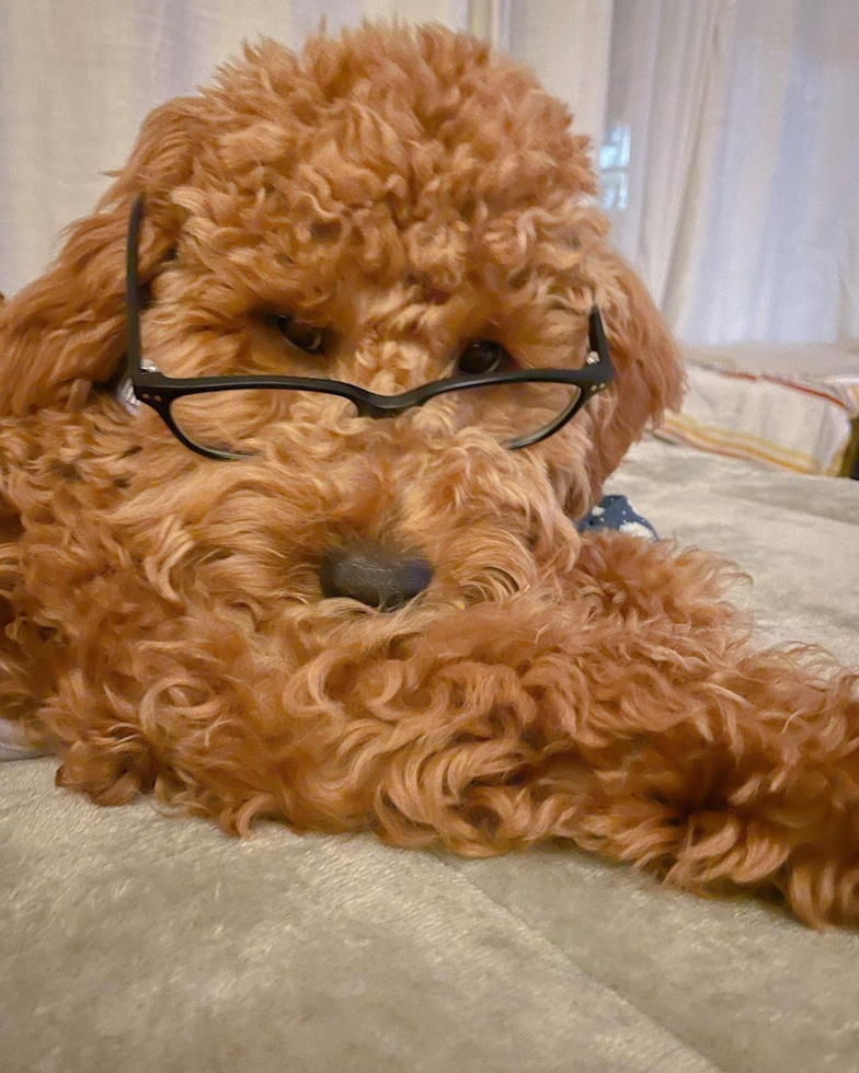 Dublin Mini Goldendoodle Pup