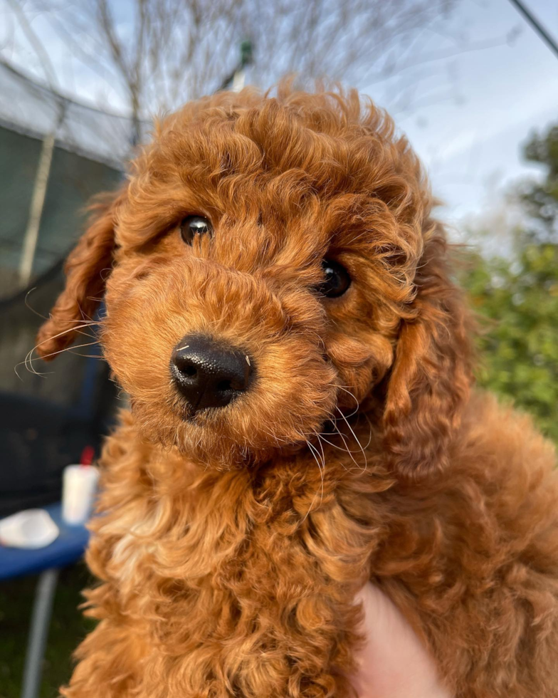 Houston Mini Goldendoodle Pup