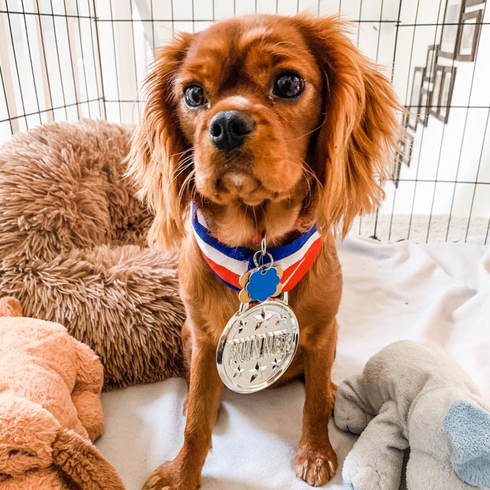 Popular Cavalier King Charles Spaniel Purebred Pup