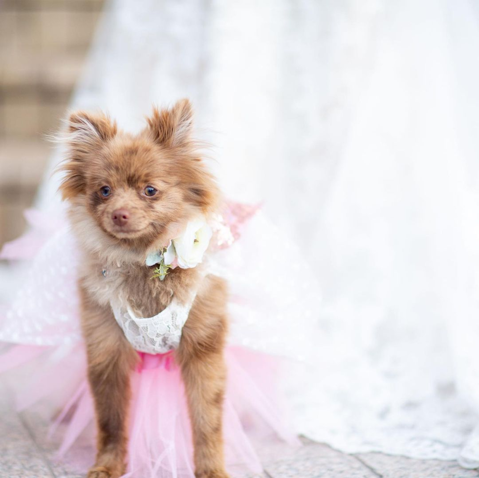 Cute Pomeranian Purebred Pup