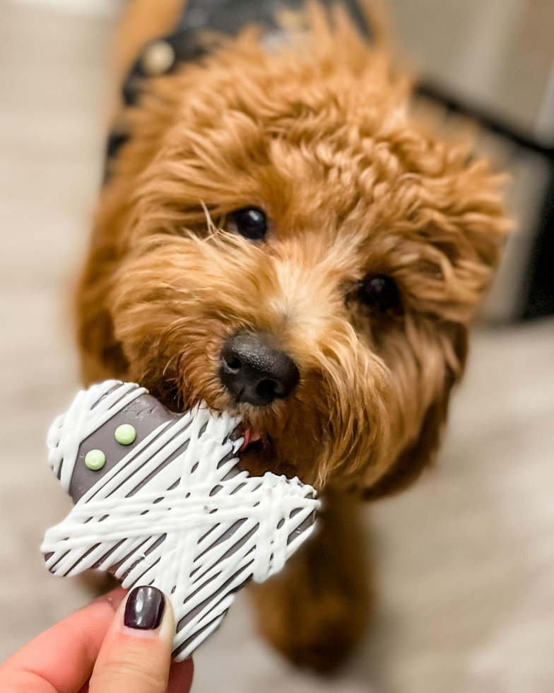 Smart Cavapoo Poodle Mix Pup