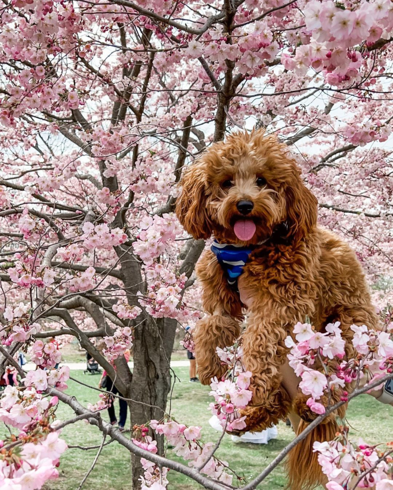 Cavapoo Being Cute