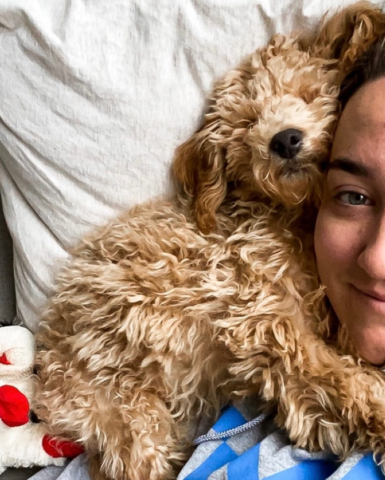 New York Mini Goldendoodle Pup