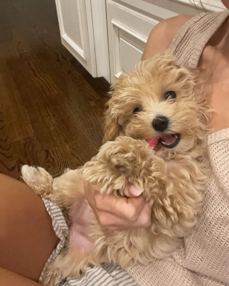 Maltipoo Being Cute