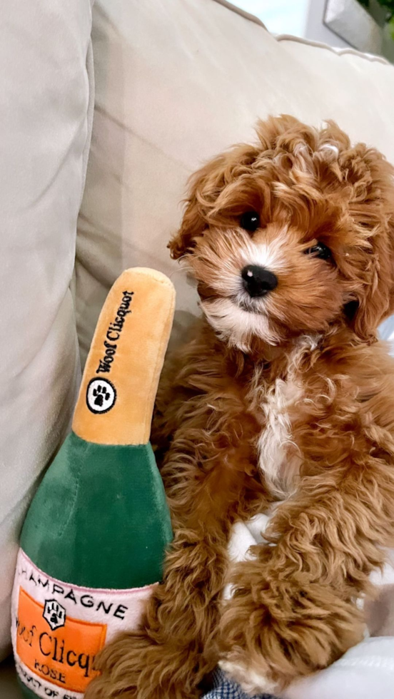 Smart Cavapoo Poodle Mix Pup