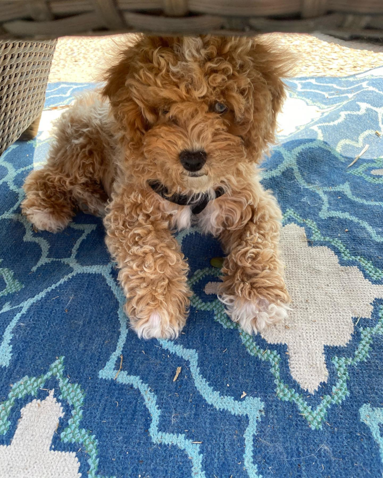 Smart Poodle Pup in Redlands CA