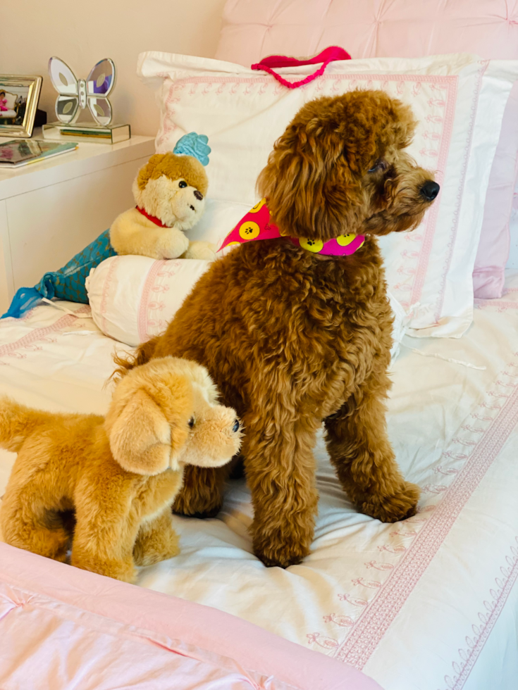 Happy Mini Goldendoodle Pup in