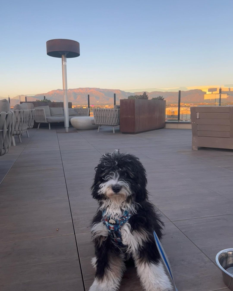 Playful Bernadoodle Poodle Mix Pup