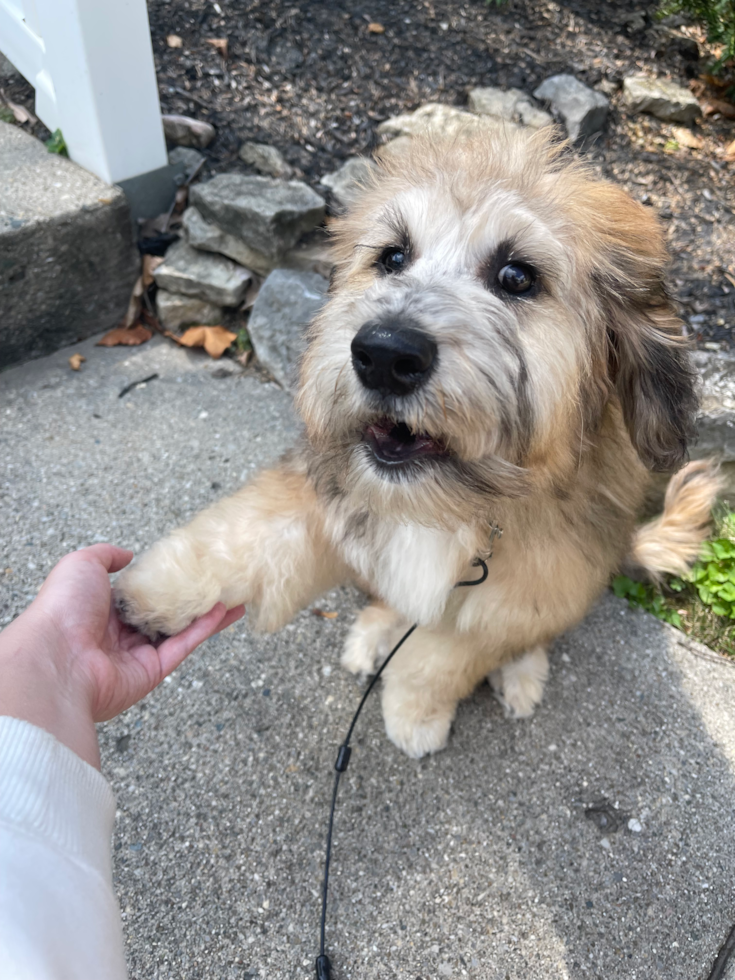 Happy Mini Labradoodle Pup in