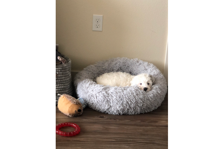 Best Mini Bernedoodle Baby