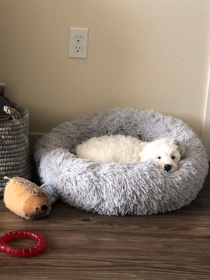 Smart Mini Bernedoodle Poodle Mix Pup