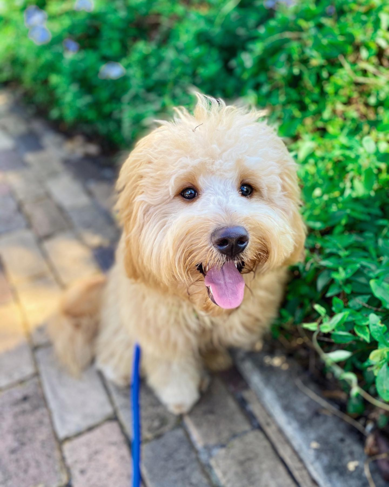 Mini Goldendoodle Being Cute