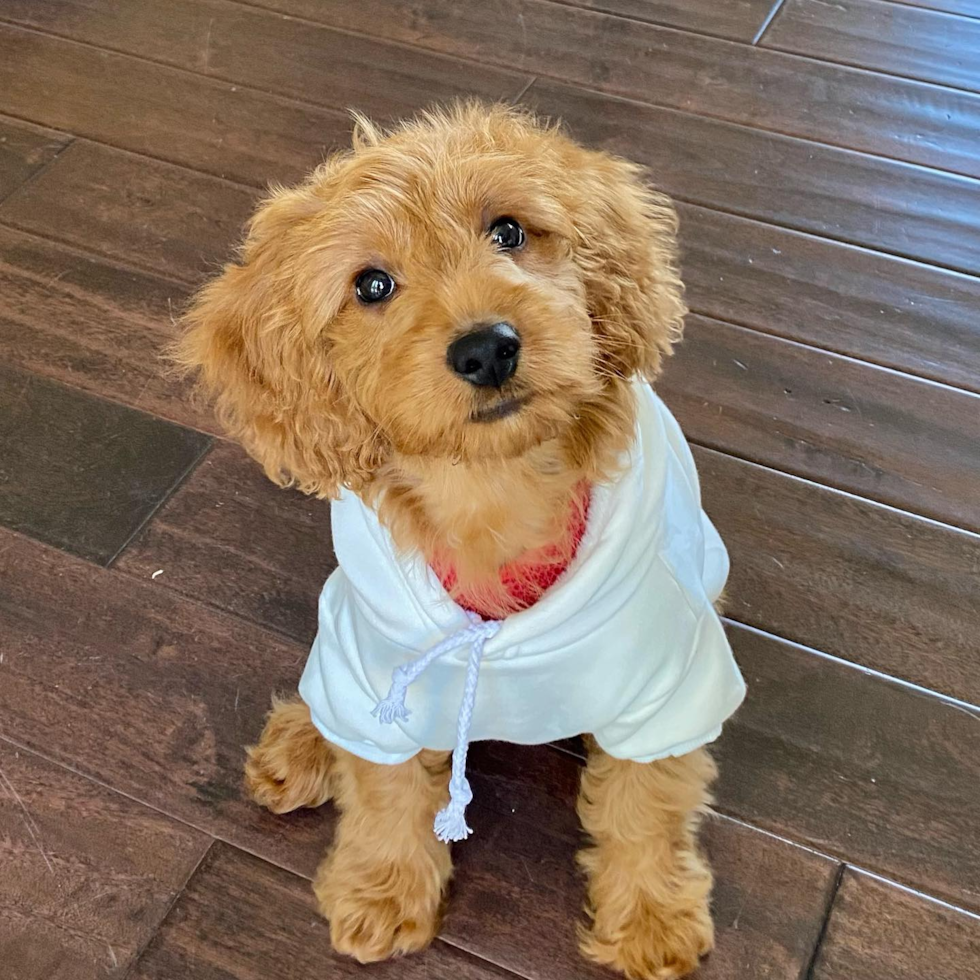 Mini Goldendoodle Being Cute