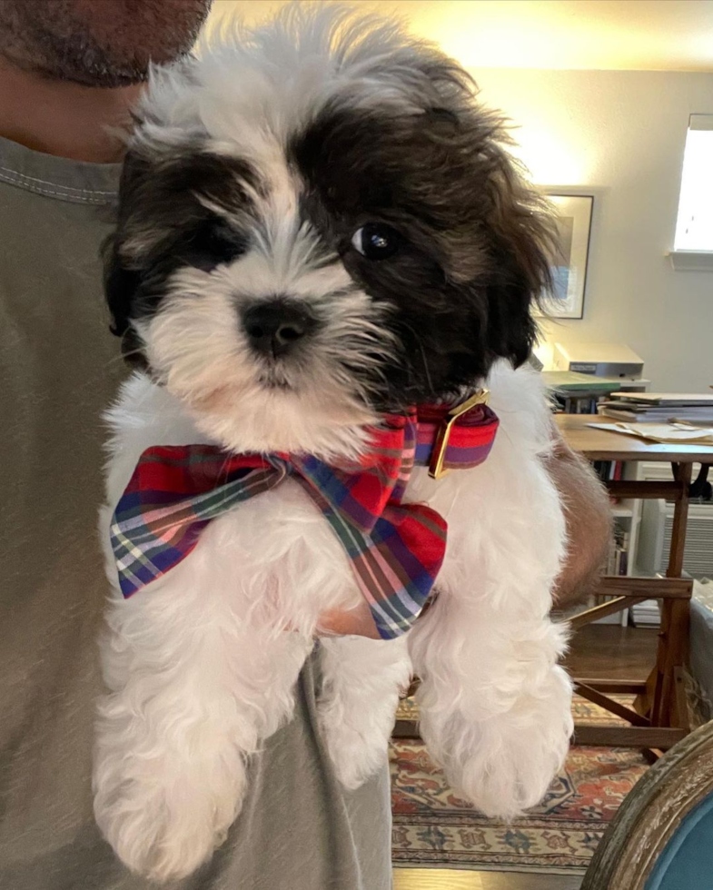 Cute Teddy Bear Pup in San Antonio TX