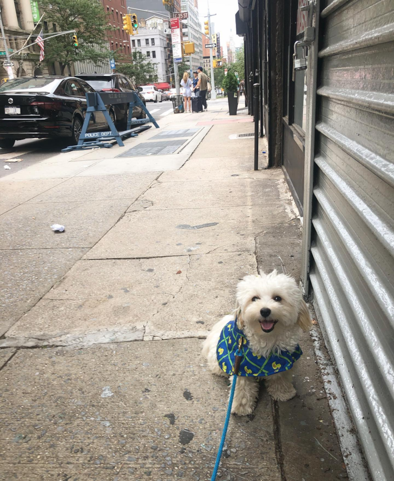 Cute Maltipoo Pup in New York NY