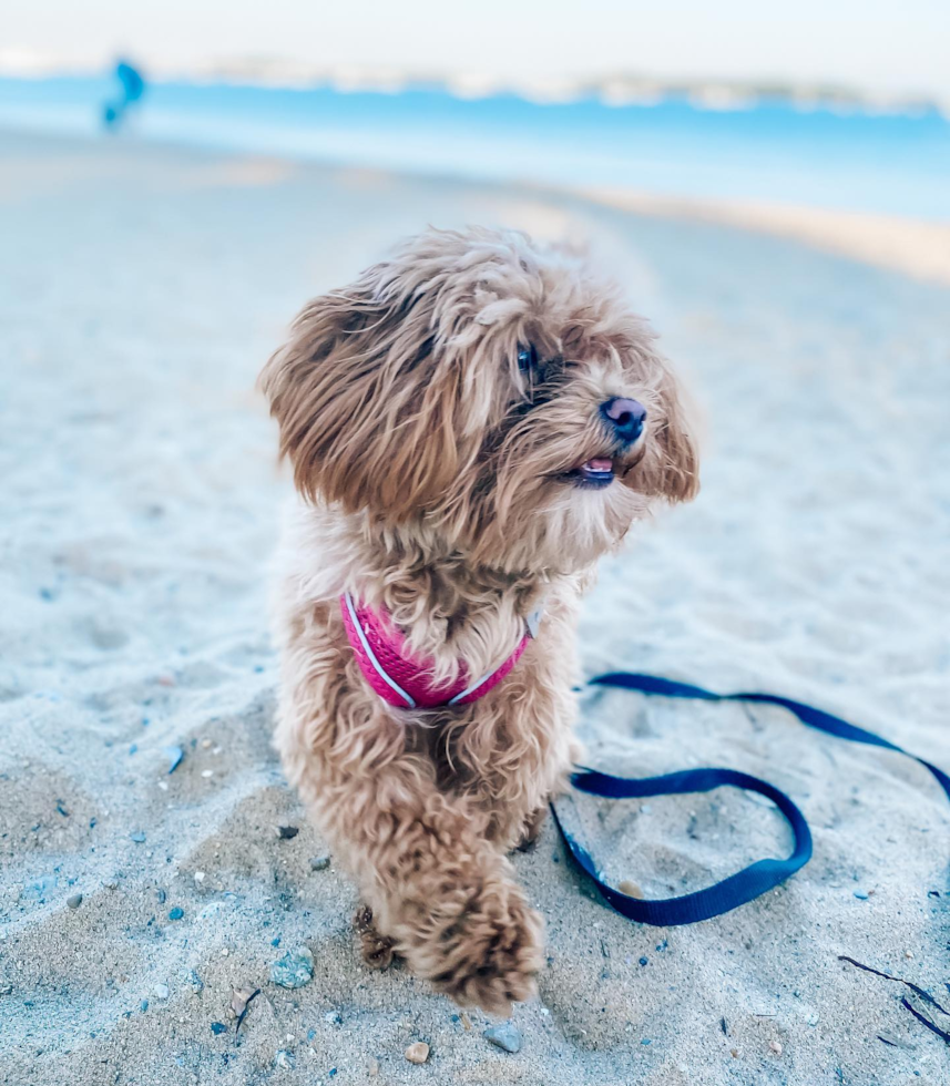 Petite Maltipoo Poodle Mix Pup