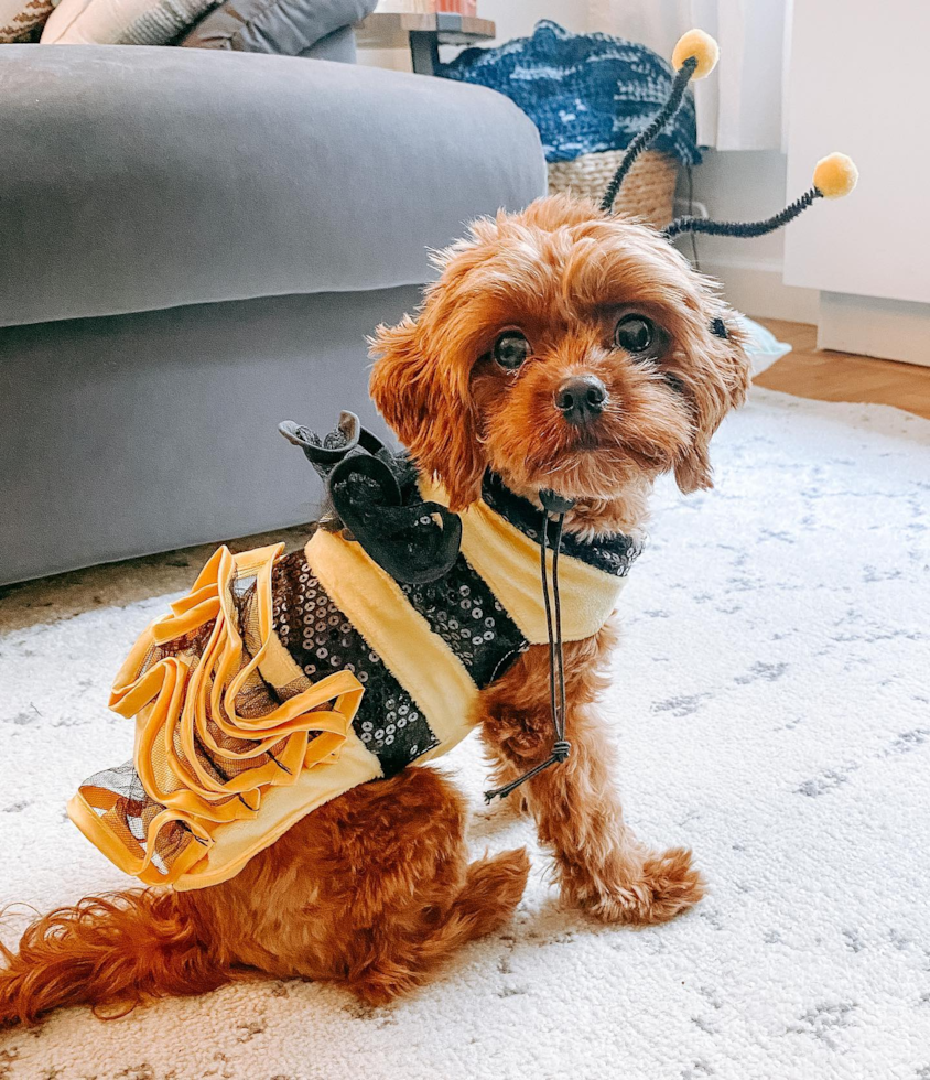 Little Cavoodle Poodle Mix Pup